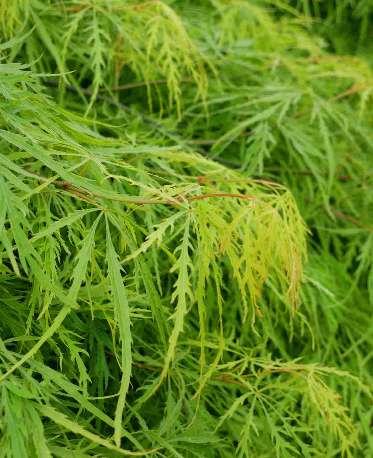 Hayloft Acer Palmatum Dissectum Emerald Lace - 1 X 9cm Pot