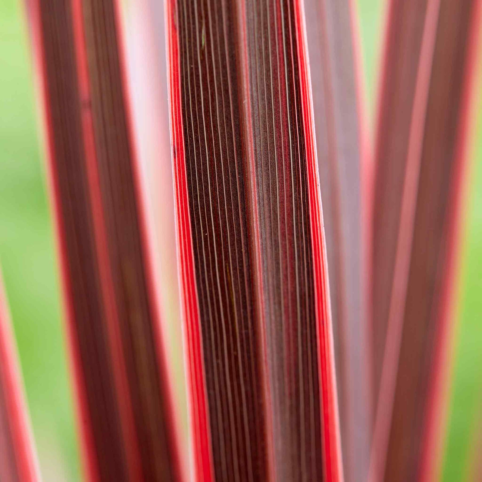 Cordyline 'charlie Boy' - Pink And Burgundy Foliage, Hardy Evergreen 9cm | 1 x 9cm | Pink