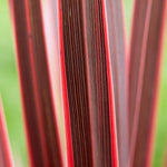 Cordyline 'charlie Boy' - Pink And Burgundy Foliage, Hardy Evergreen | 1 x 7.5L | Pink