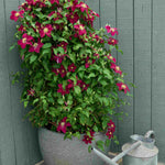 Hayloft Clematis Elpis - Named In Association With The Prostate Cancer Research Charity And Representing ‘hope’