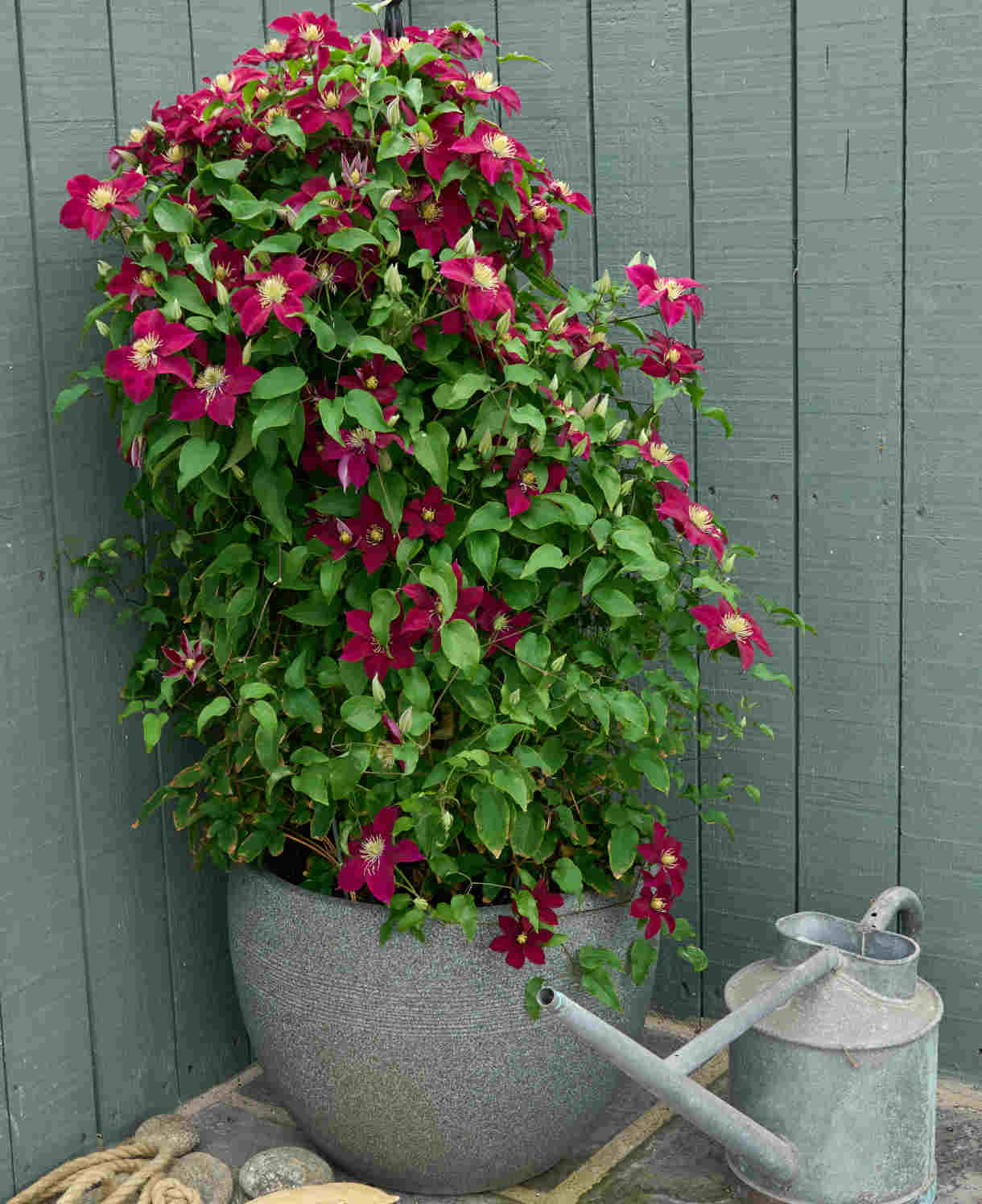 Clematis Elpis - Named In Association With The Prostate Cancer Research Charity And Representing ‘hope’ 7cm pots | 1 x 7cm