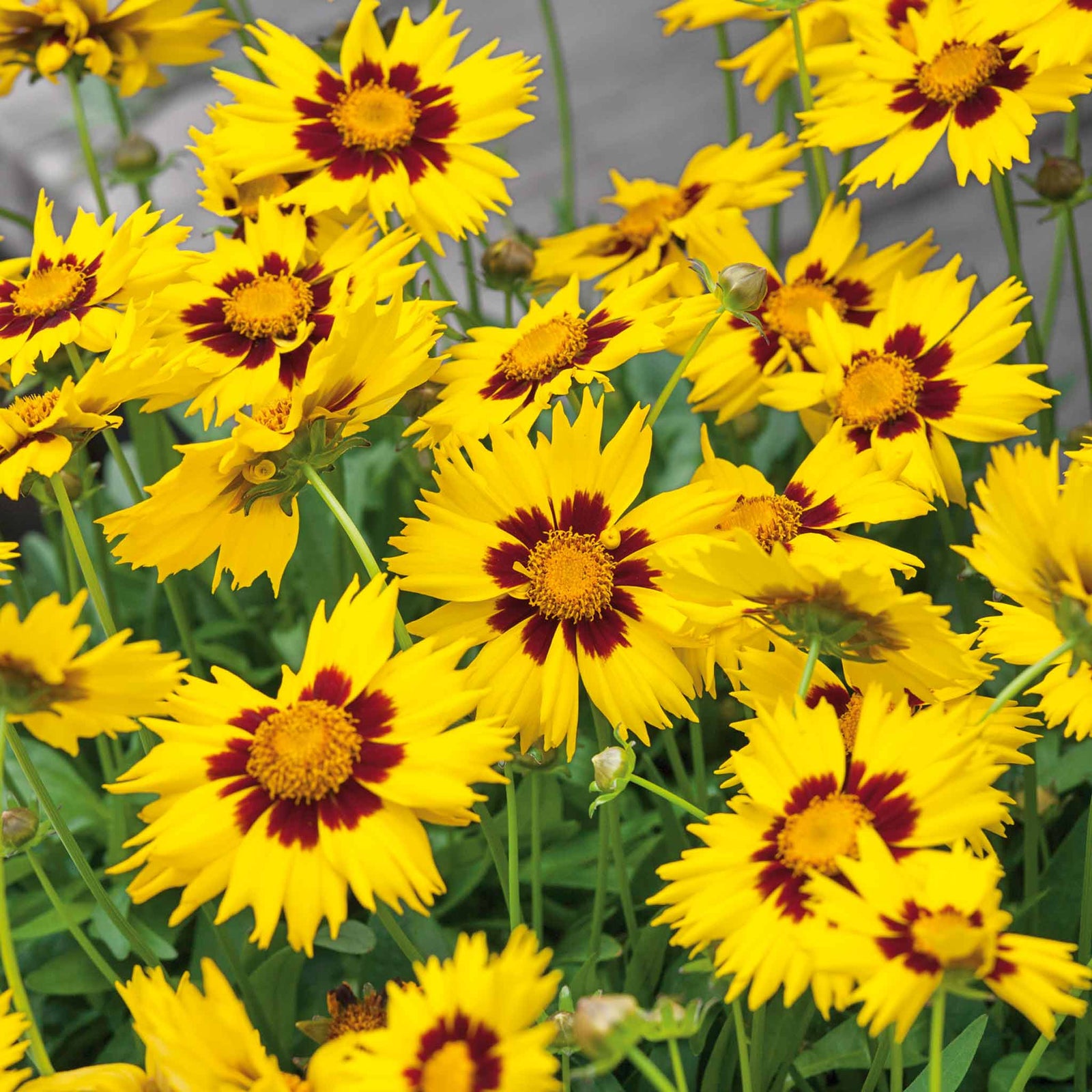 Coreopsis ‘sunkiss’ Compact Perennial With Golden-yellow Flowers | 6 x Plug Plants | Multi
