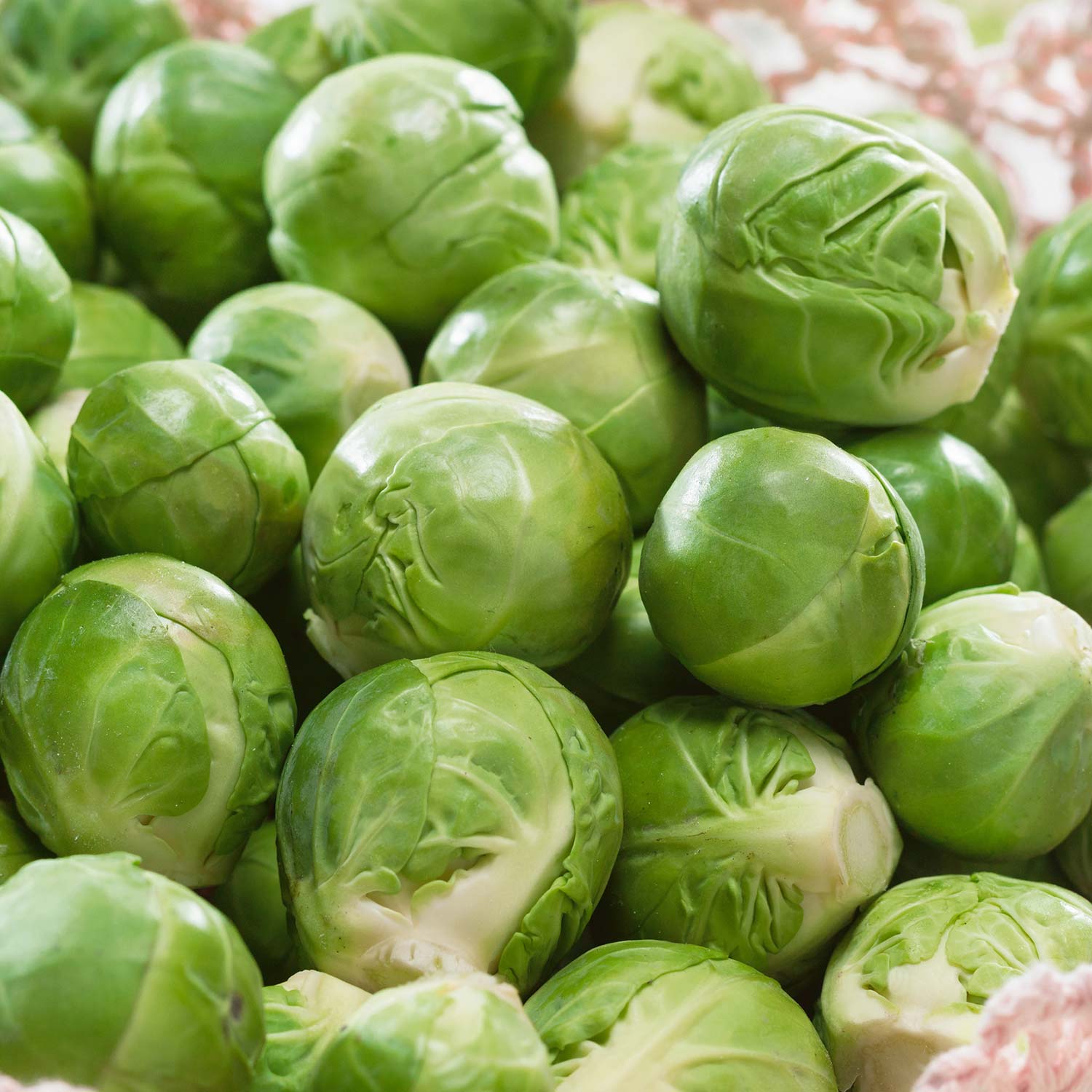Brussels Sprout 'crispus', Rhs Awarded Winter Variety | 8 x Pro Grower Plugs | Green