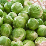 Brussels Sprout 'crispus', Rhs Awarded Winter Variety | 16 x Pro Grower Plugs | Green