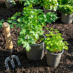 Italian Flat-leaf Parsley | 3 x 9cm | Green