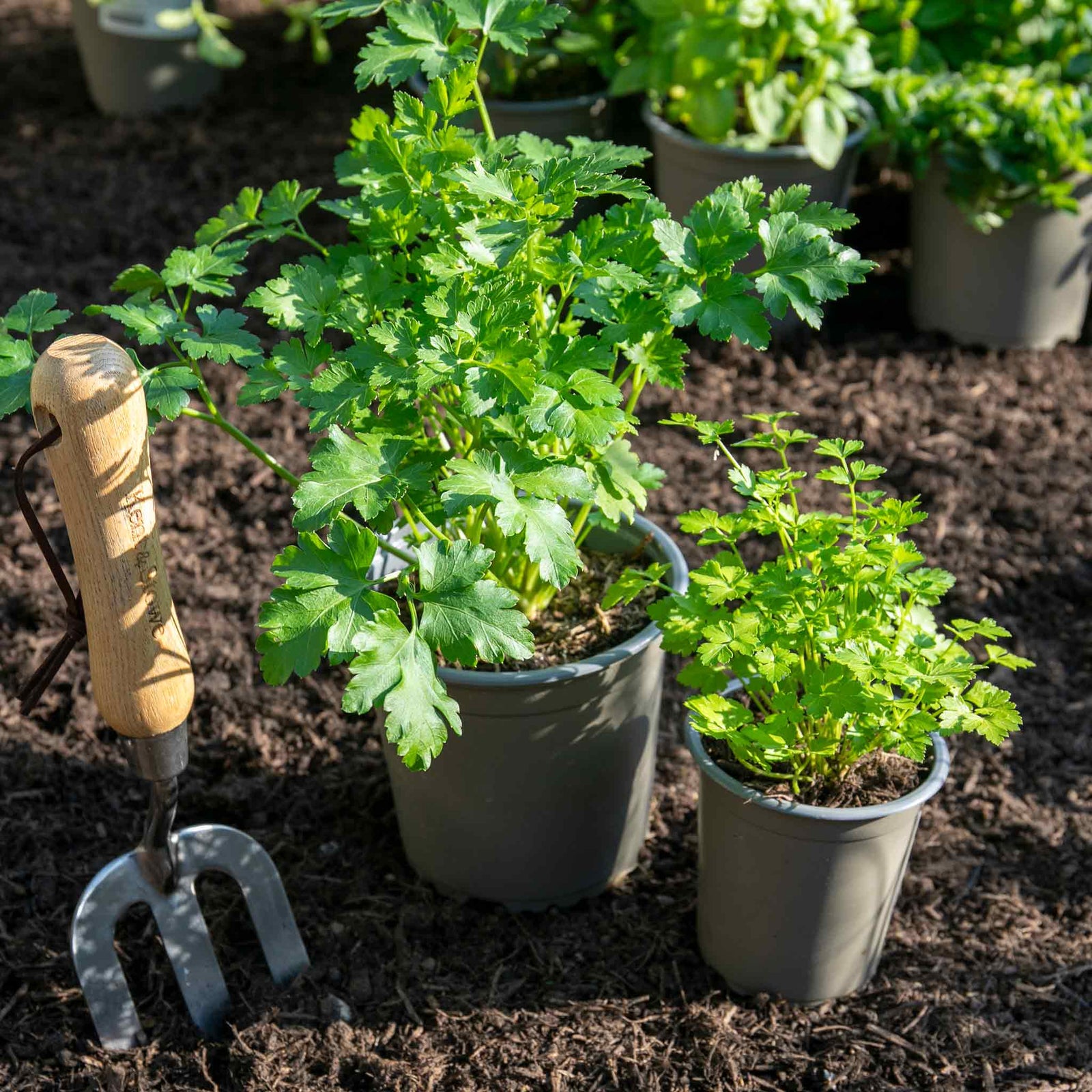 Italian Flat-leaf Parsley | 1L | Green