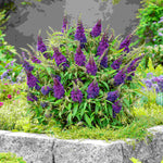 Buddleja Butterfly Candy Little Purple - 1 x 9cm Pot