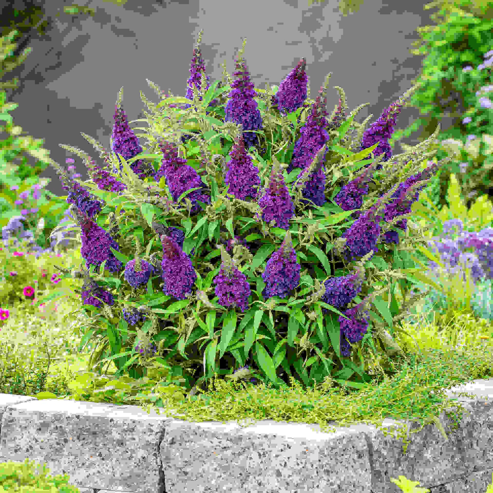 Buddleja Butterfly Candy Little Purple - 1 x 9cm Pot