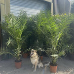 2x Extra Large 6ft Matching Phoenix Date Palm Trees