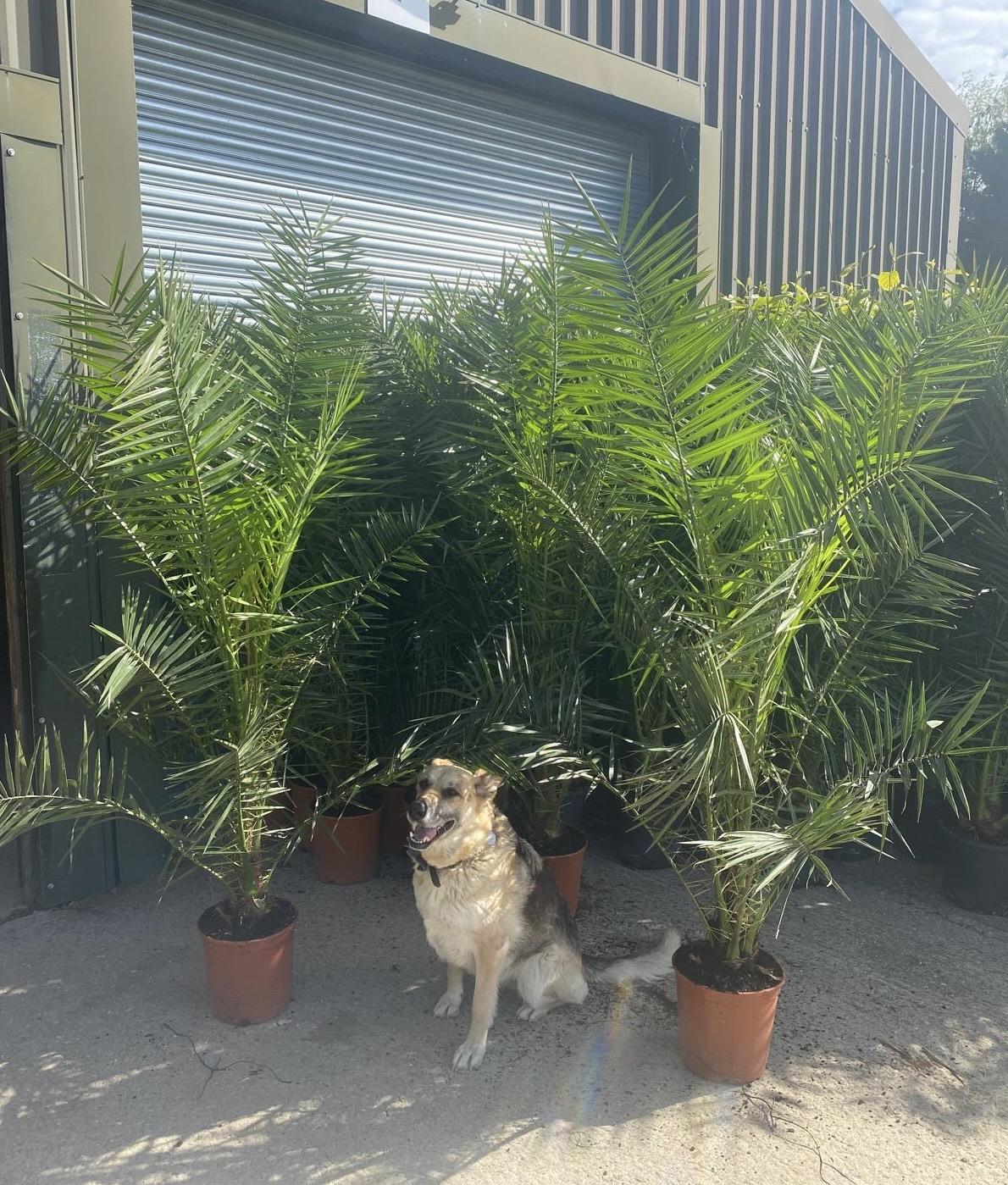 2x Extra Large 6ft Matching Phoenix Date Palm Trees
