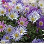 Bumper Spring Bulb Collection Bulbs | 500 x Bulbs
