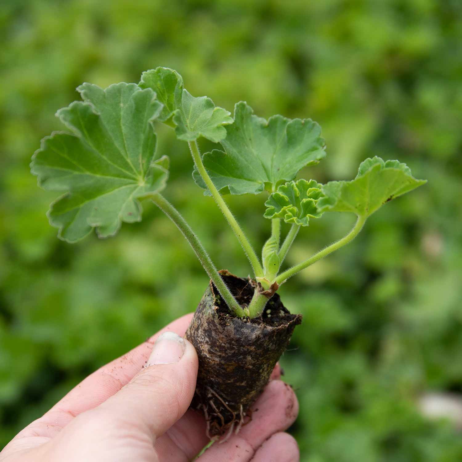 Geranium 'sunflair Linda Pink' - Trailing Ivy-leaf Pink | 12 x Plug Plants | Pink