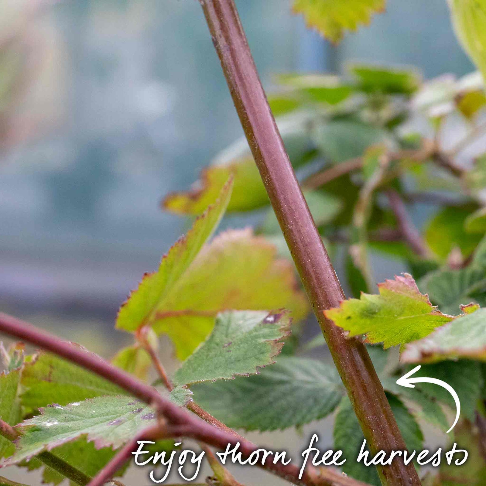 Blackberry Plant 'black Satin', Thornless Hardy Fruit Plant | 1 x 2L