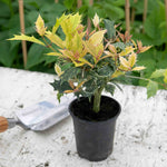 Osmanthus Heterophyllus 'goshiki' Variegated Evergreen Shrub | 1 x 3L | Multi