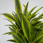 Dragon Tree - Dracaena Deremensis 'lemon Lime' - Height 60-70cm - ⌀17cm | Set-of-1 | Green