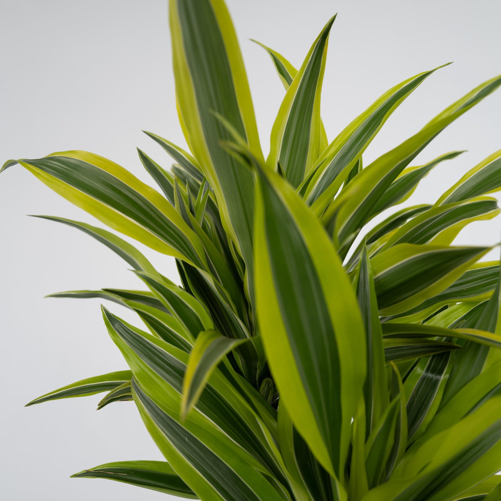 Dragon Tree - Dracaena Deremensis 'lemon Lime' - Height 60-70cm - ⌀17cm | Set-of-1 | Green