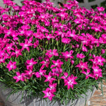 Dianthus 'kahori' By - Fragrant Pink Perennial 9cm | Set of 3
