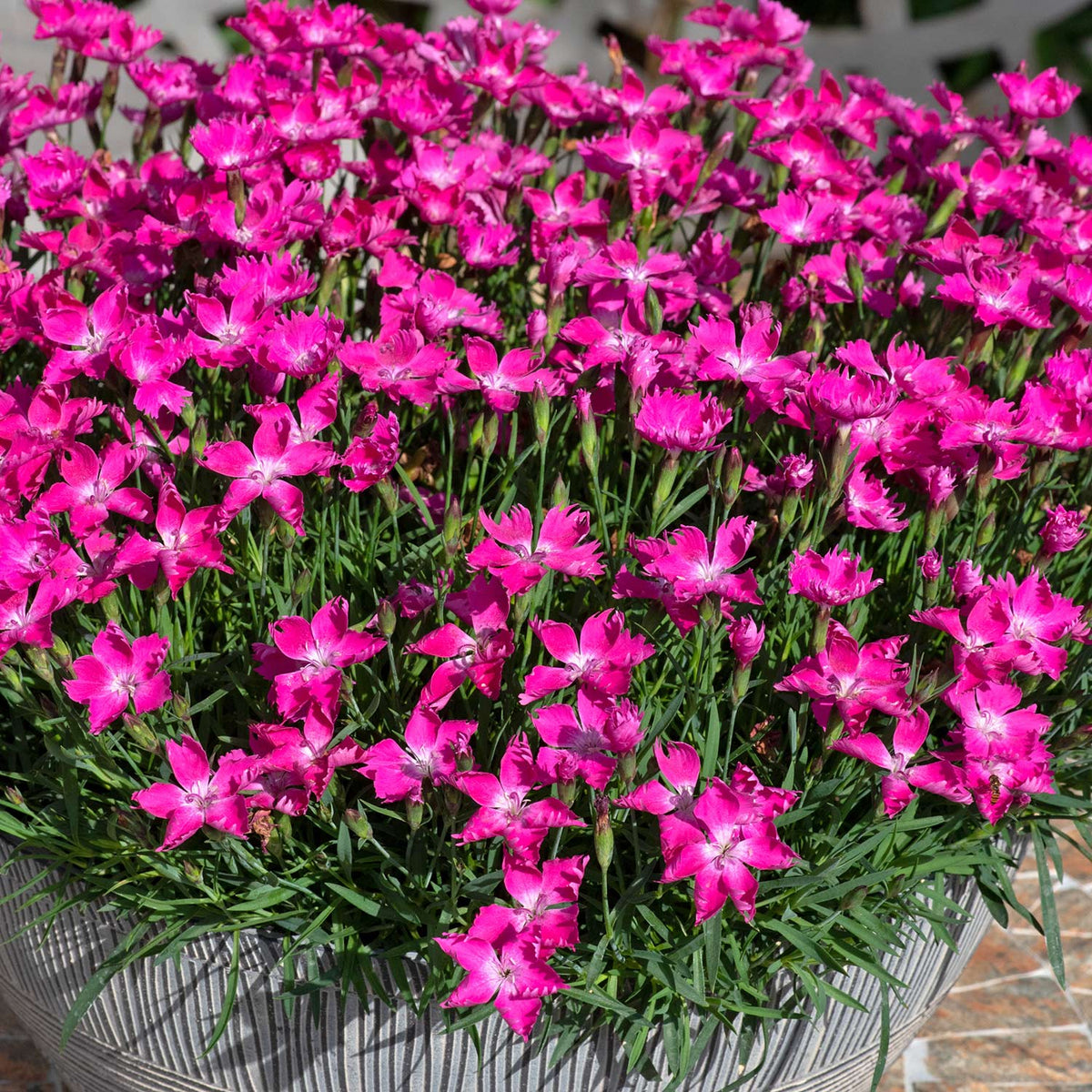 Dianthus 'kahori' By - Fragrant Pink Perennial 9cm | Set of 3