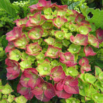 Hydrangea Macrophylla 'rebellion Choco Love' - 12cm Pots | Set-of-1 | Red
