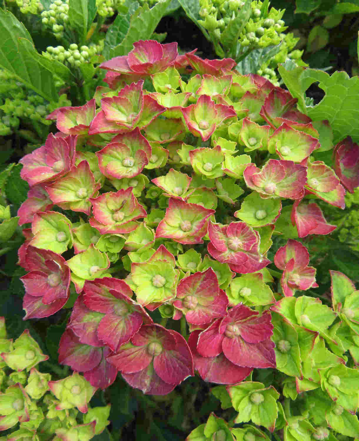 Hydrangea Macrophylla 'rebellion Choco Love' - 12cm Pots | Set-of-1 | Red