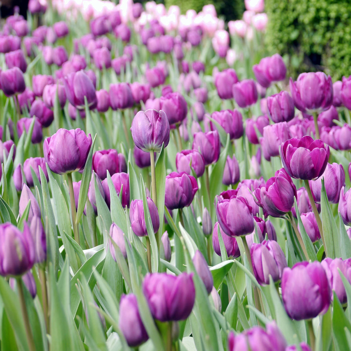 Tulipa 'negrita' - Bulbs | 45 x Bulbs | Purple