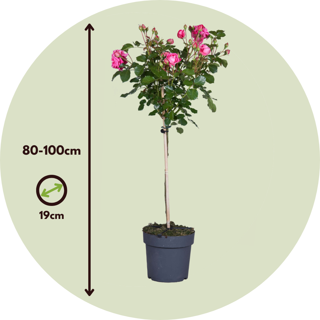 Palace Rose - Height 80-100cm - ⌀19cm | Set of 1 | Pink