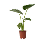 Elephant's Ear - Alocasia 'macrorrhizos' - Height 60-70cm - ⌀17cm | Set of 1 | Green