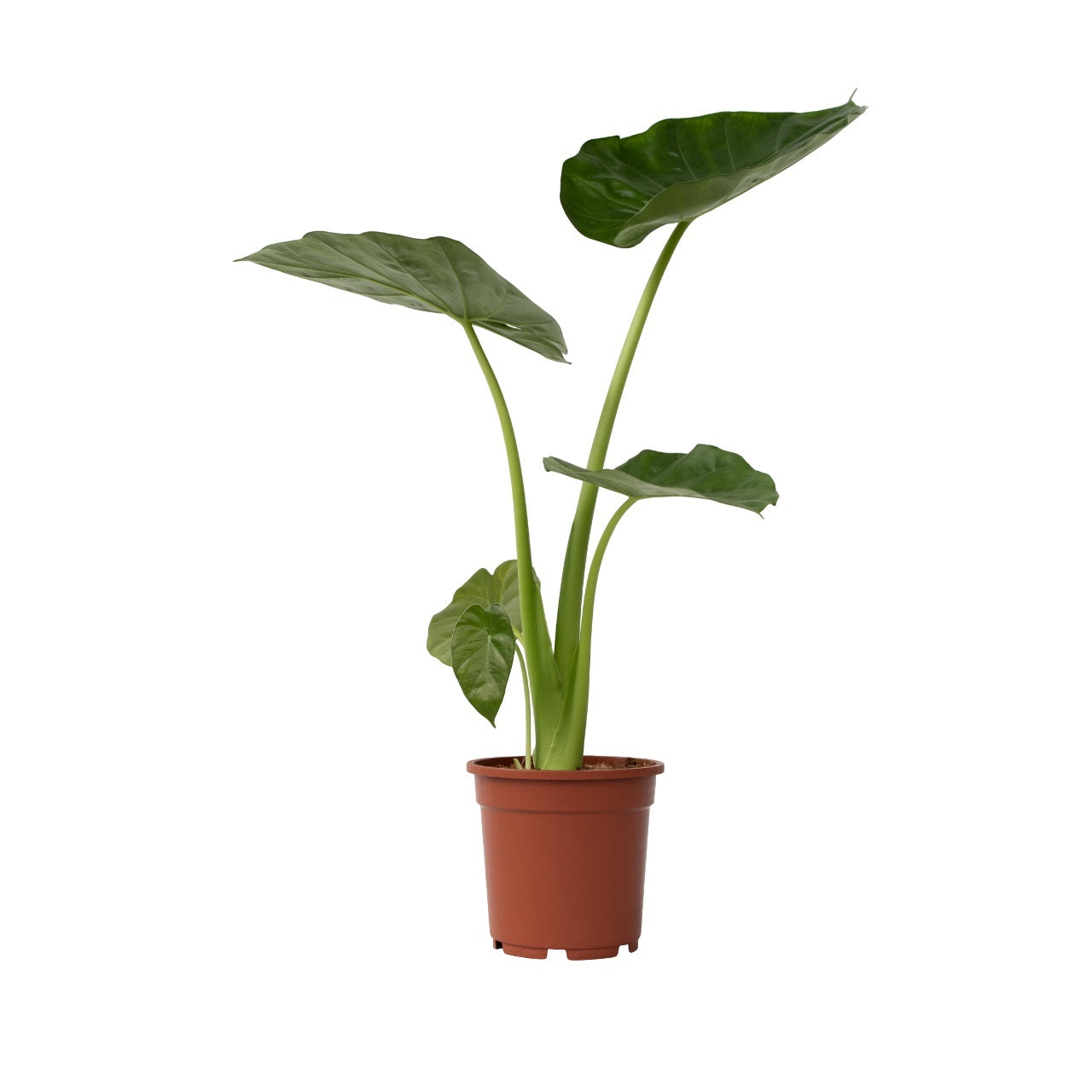 Elephant's Ear - Alocasia 'macrorrhizos' - Height 60-70cm - ⌀17cm | Set of 1 | Green