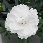 The Dianthus ‘supertrouper’ Collection - Plug Plants | Set of 15 | Multi