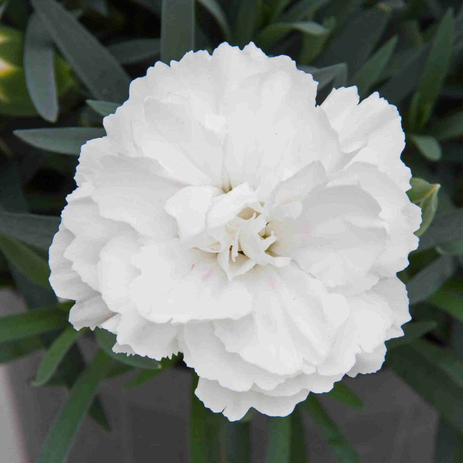 The Dianthus ‘supertrouper’ Collection - Plug Plants | Set-of-5 | Multi