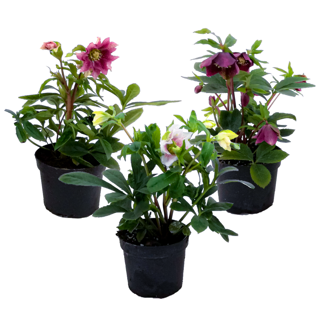 Lenten Rose - Helleborus Orientalis - Height 20-30cm - ⌀12cm | Set of 3 | Purple
