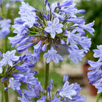 Agapanthus Hybrida 'vallee De L'authion' - 9cm Pots | 3 x 9cm | Blue