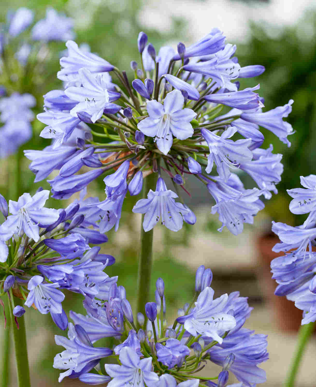 Agapanthus Hybrida 'vallee De L'authion' - 9cm Pots | 3 x 9cm | Blue