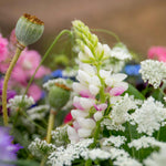 Pink Fairy Lupin  Fragrant Annual, Seeds | 40 Seeds