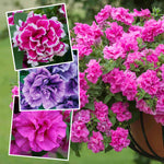 Petunia Tumbelina Collection, 6 Or 12 Plug Plants, Double-flowered Pink Plug Plants | 6 x Plug Plants | Pink