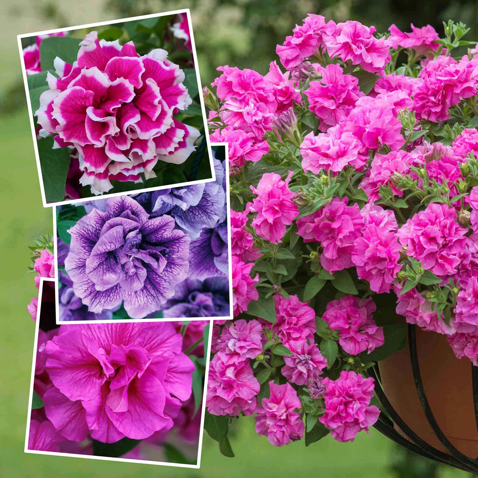 Petunia Tumbelina Collection, 6 Or 12 Plug Plants, Double-flowered Pink Plug Plants | 6 x Plug Plants | Pink