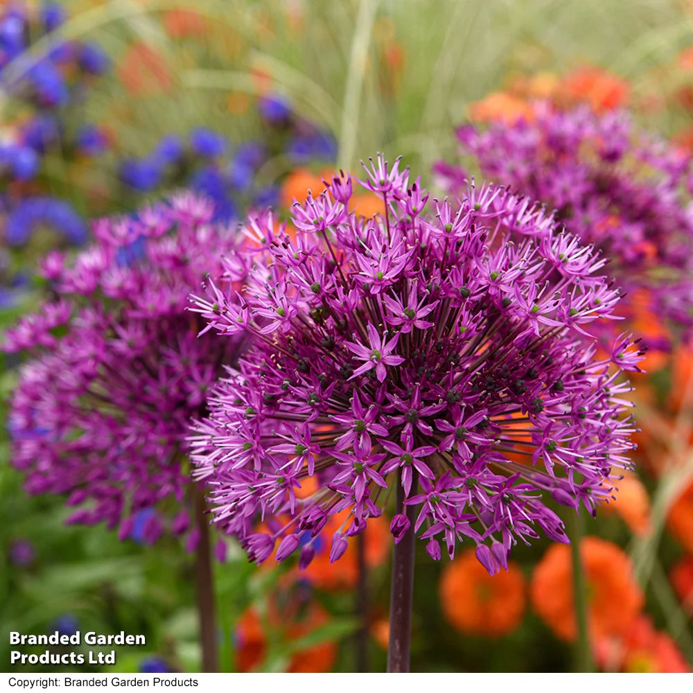 Allium Purple Sensation Bulbs | 16 x Bulbs | Pink & Purple