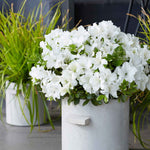 Azalea 'encore Pure White' Compact Semi-evergreen | 1 x 2L | White