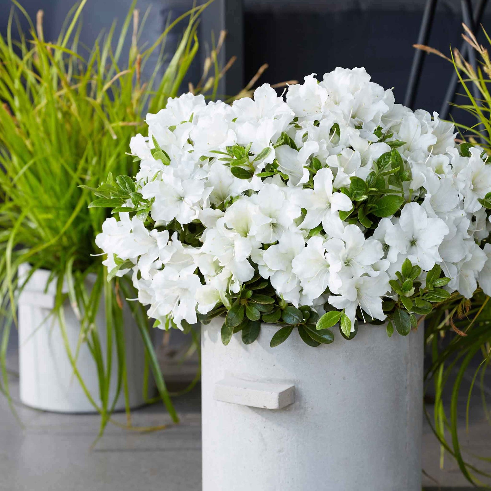 Azalea 'encore Pure White' Compact Semi-evergreen | 1 x 2L | White