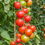 Tomato Seeds Cordon 'maisey' F1 | 8 Seeds