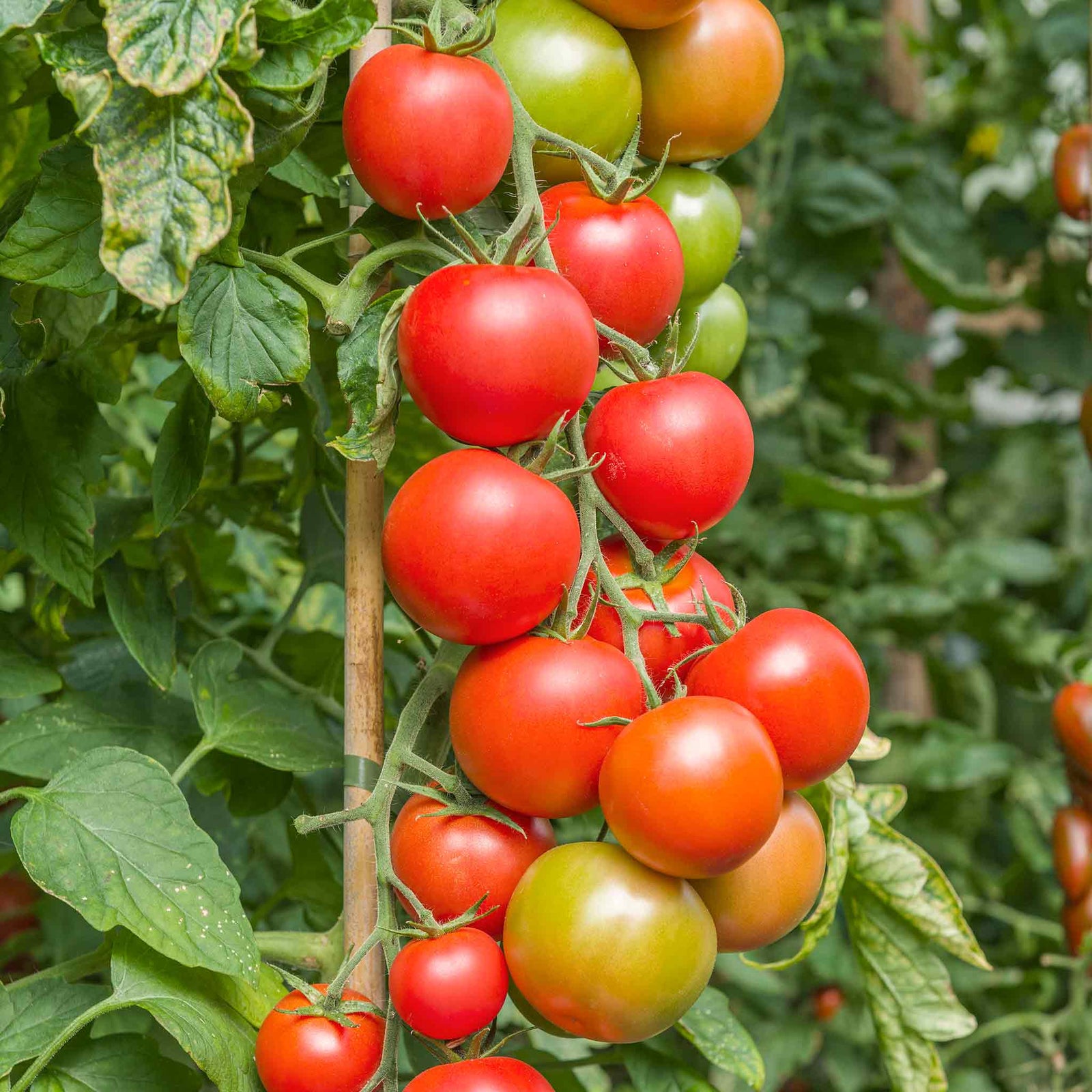 Tomato Seeds Cordon 'maisey' F1 | 8 Seeds