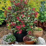 Weigela Camouflage 9cm Pot | 1 x 9cm