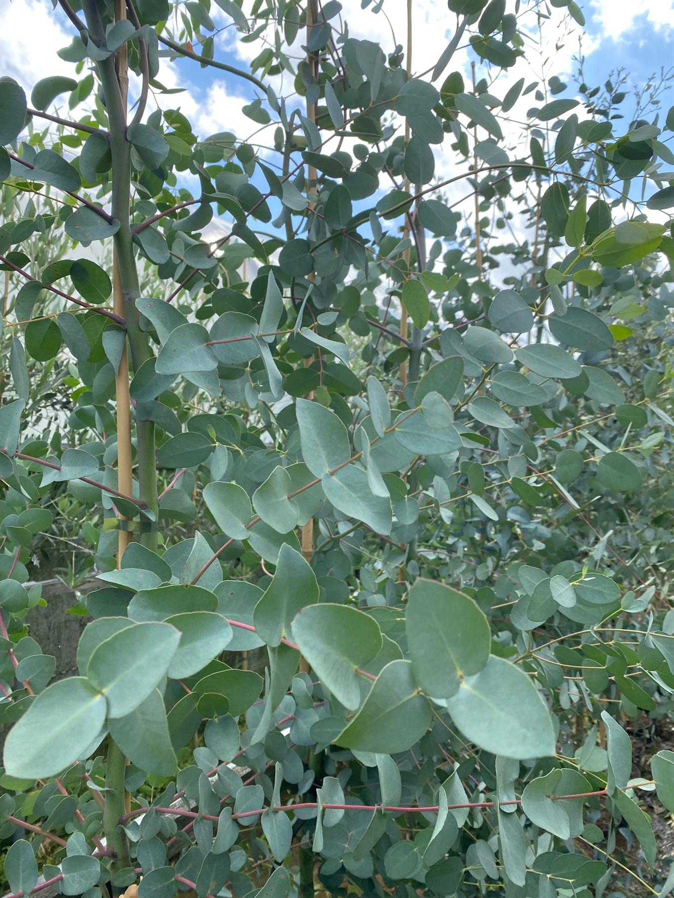 Eucalyptus Silver Dollar Evergreen Tree 3-4ft Tall Large Supplied In A 3 Litre Pot