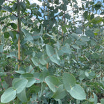 Eucalyptus Gunnii Azura Evergreen Tree 6ft Tall Extra Large Supplied In A 12 Litre Pot