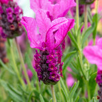 Lavender 'pink Summer' Compact Fragrant Pink | 3 x Jumbo Plugs | Purple