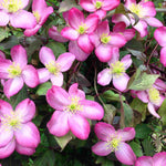 Clematis Montana Freda
