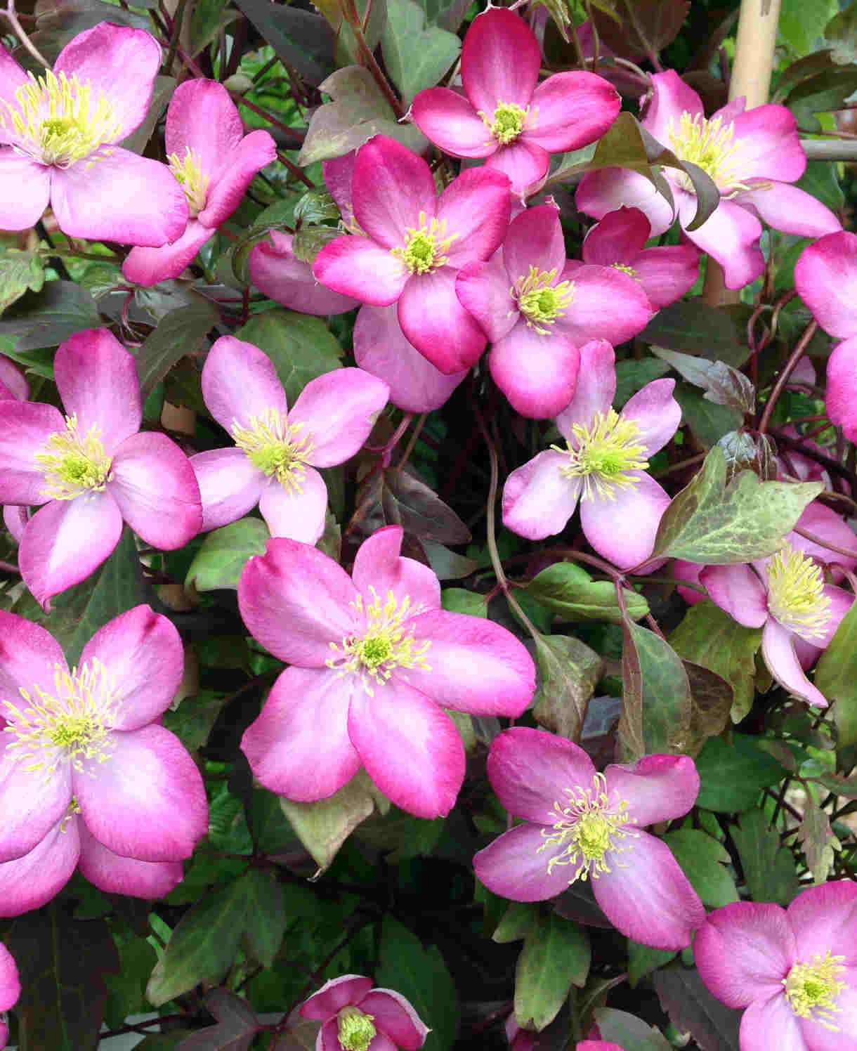Clematis Montana Freda