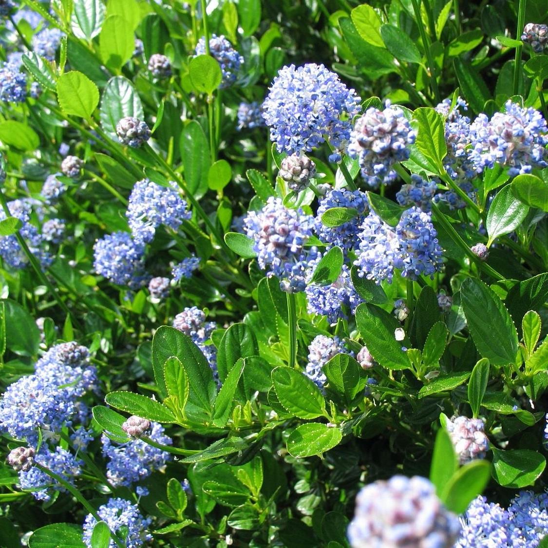 Direct Plants Ceanothus Victoria Evergreen California Lilac Shrub