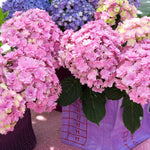 Hydrangea 'together' Double-flowering Shrub | 1 x 3L | Pink