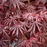 Acer Palmatum Trompenburg Japanese Maple Large Plant 2-3ft Supplied In A 5 Litre Pot